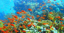Mối quan hệ của san hô với đa dạng sinh học và biến đổi khí hậu